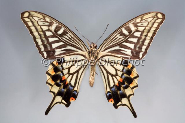 papilio xuthus 2.JPG - Papilio xuthus (verso)Chinese yellow swallowtailLepidoptera, PapilionidaeChine